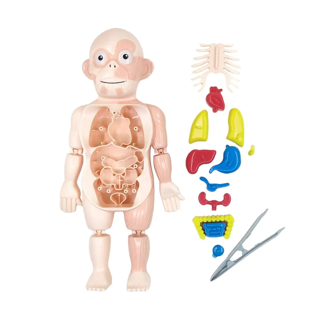 Modelo Anatómico Educativo del Cuerpo Humano