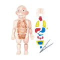 Modelo Anatómico Educativo del Cuerpo Humano