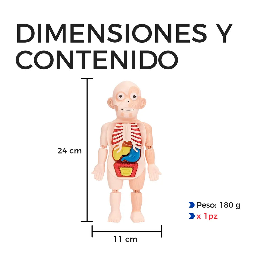 Modelo Anatómico Educativo del Cuerpo Humano