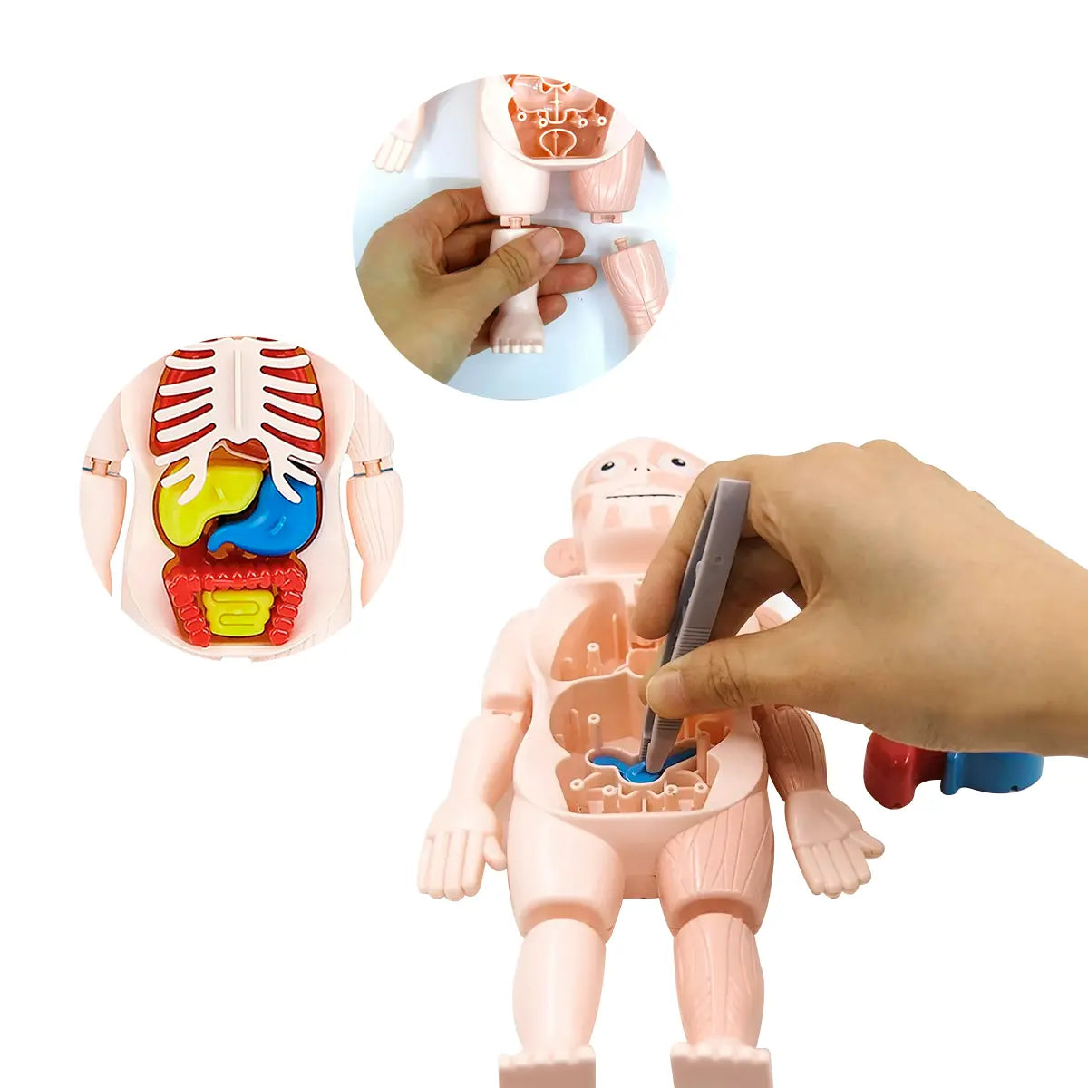 Modelo Anatómico Educativo del Cuerpo Humano